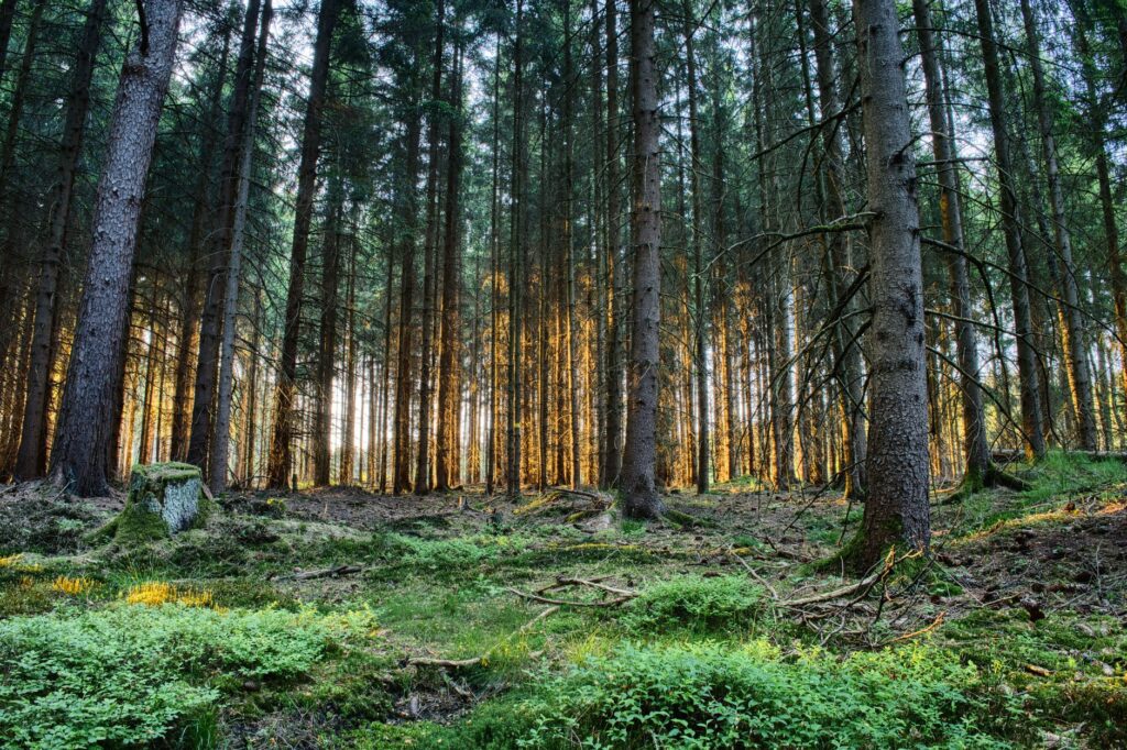 Paraliż Osoby