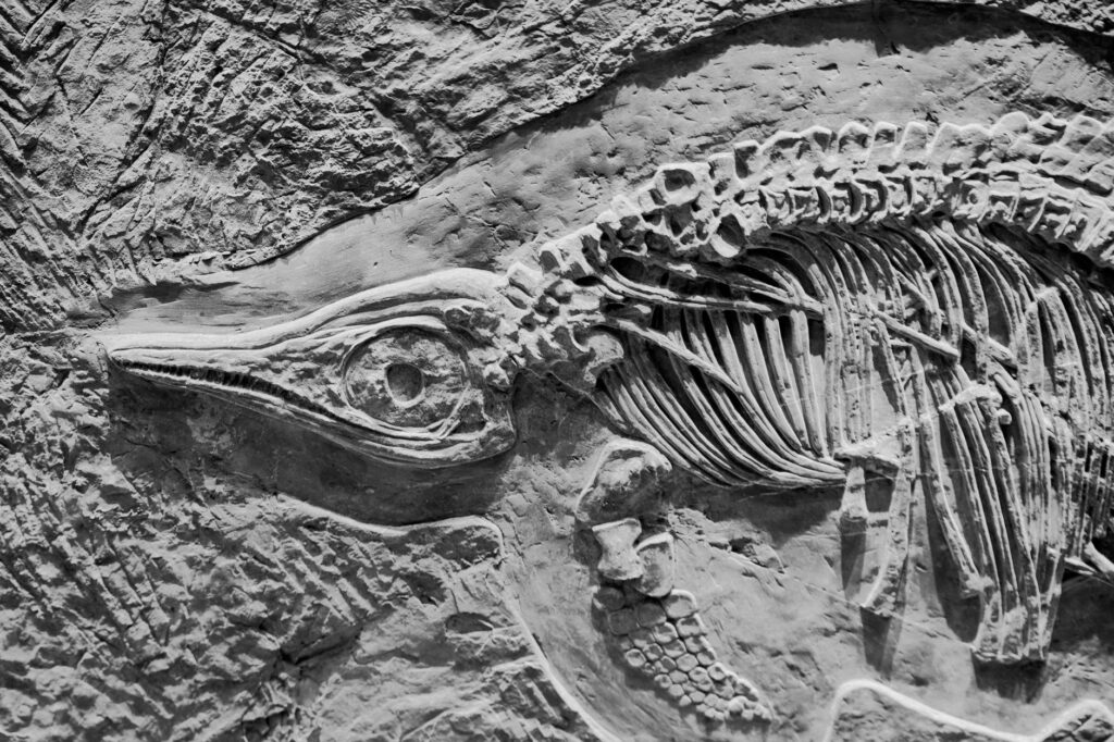 Gynosfinks