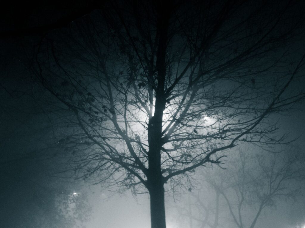 Tygrys szablozębny