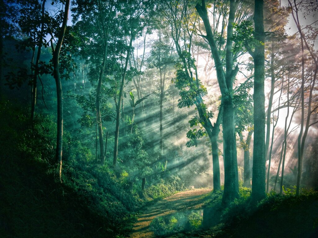 Druidyczne Przejawy